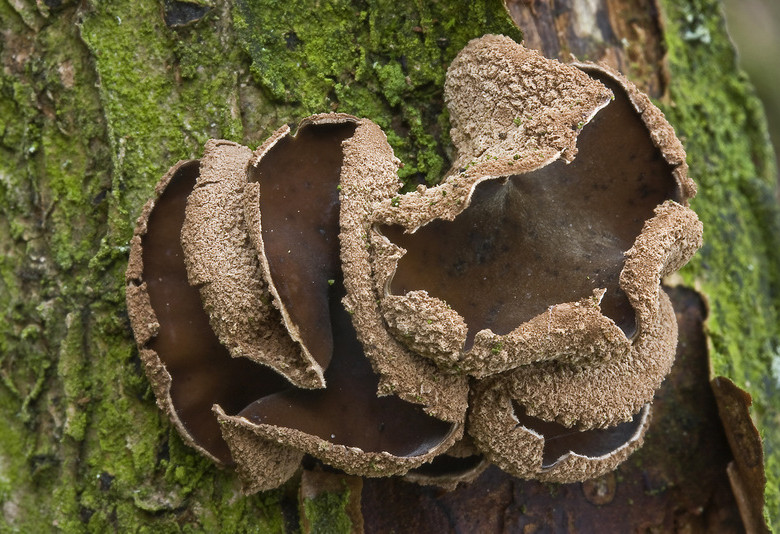 Encoelia furfuracea (door Gerben Winkel)