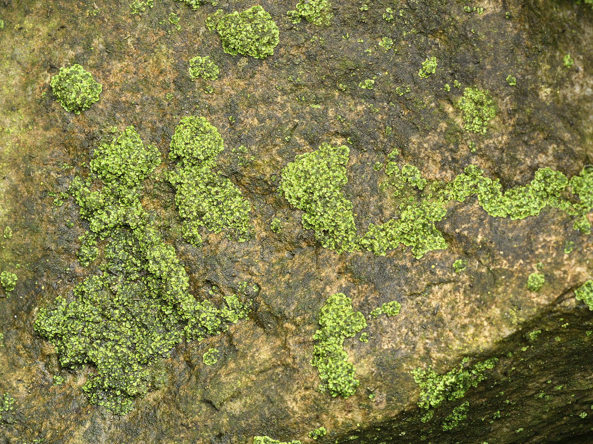 Endocarpon adscendens (door Jan Freijer)