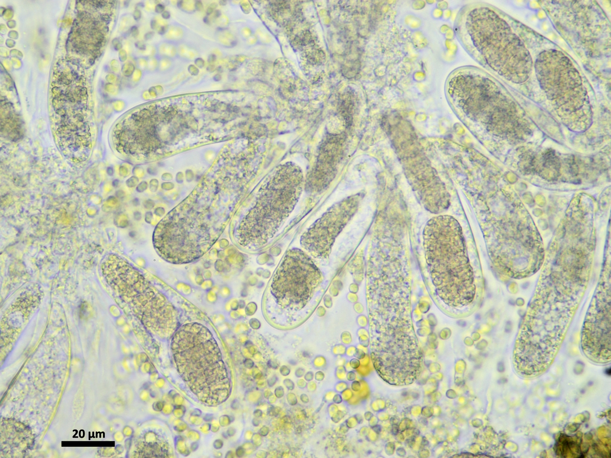 Endocarpon adscendens (door Henk-Jan van der Kolk)