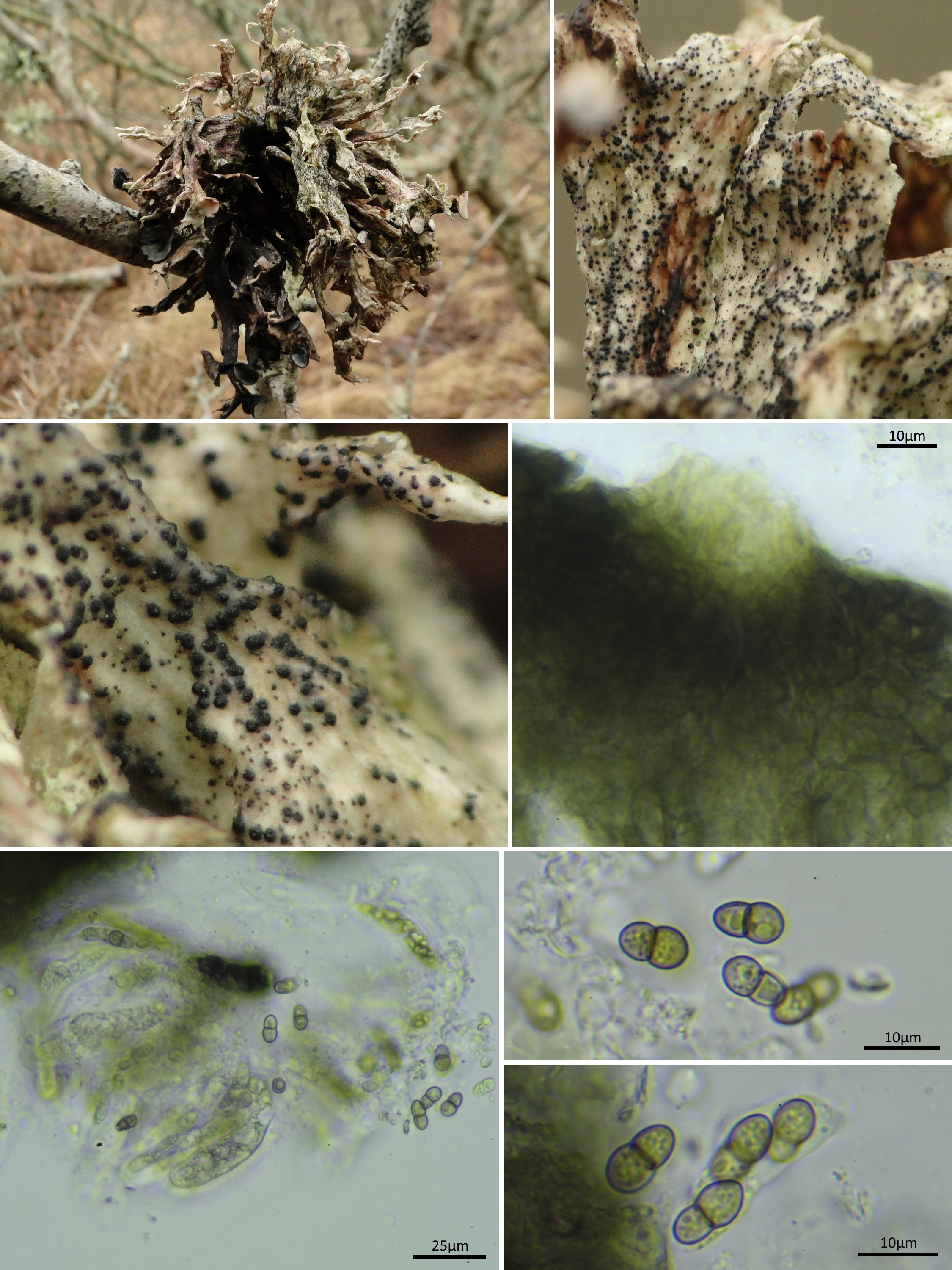 Endococcus ramalinarius (door Henk-Jan van der Kolk)