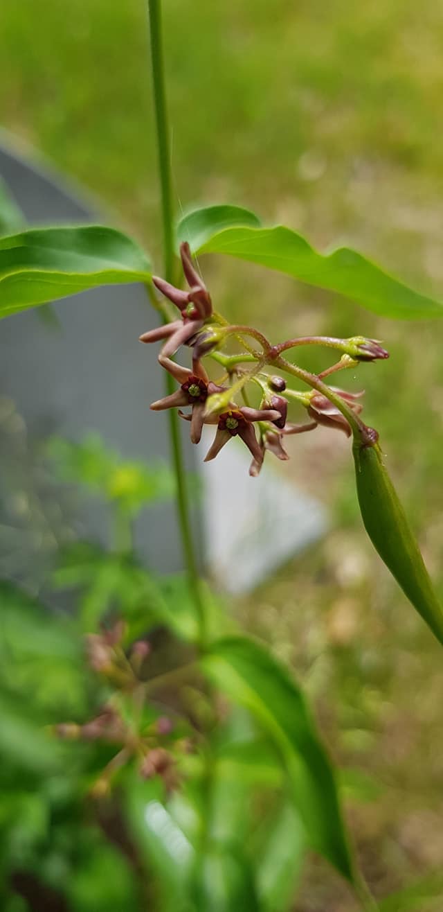 Vincetoxicum rossicum (door Jannie Adema)