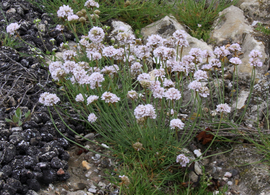 Armeria maritima (door Peter Meininger)