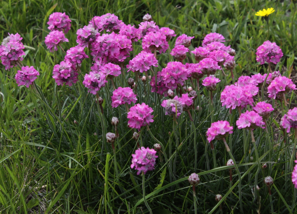 Armeria maritima (door Peter Meininger)