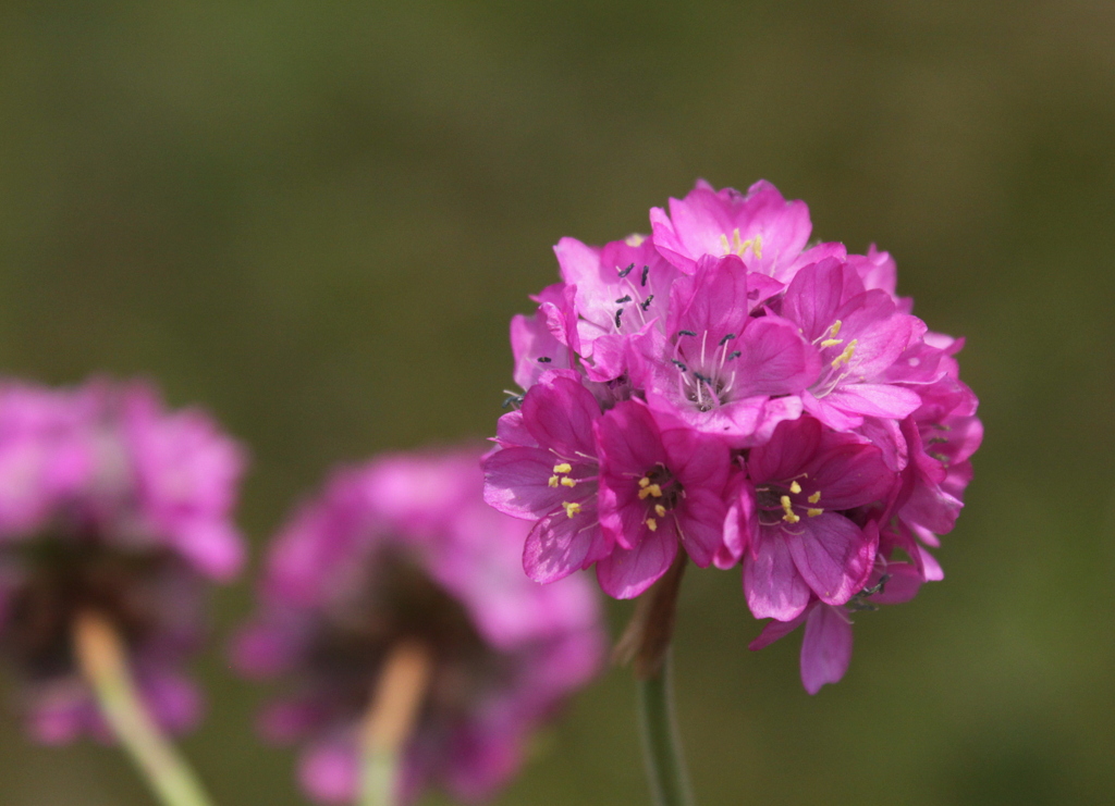 Armeria maritima (door Peter Meininger)