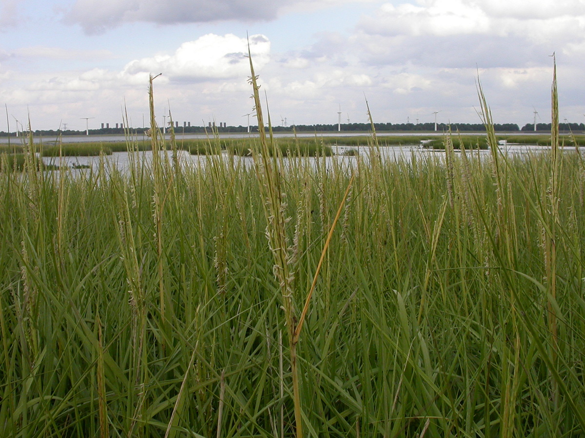 Spartina anglica (door Peter Meininger)