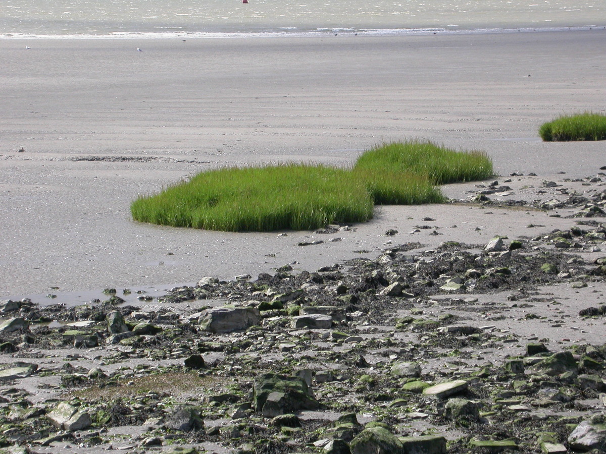 Spartina anglica (door Peter Meininger)