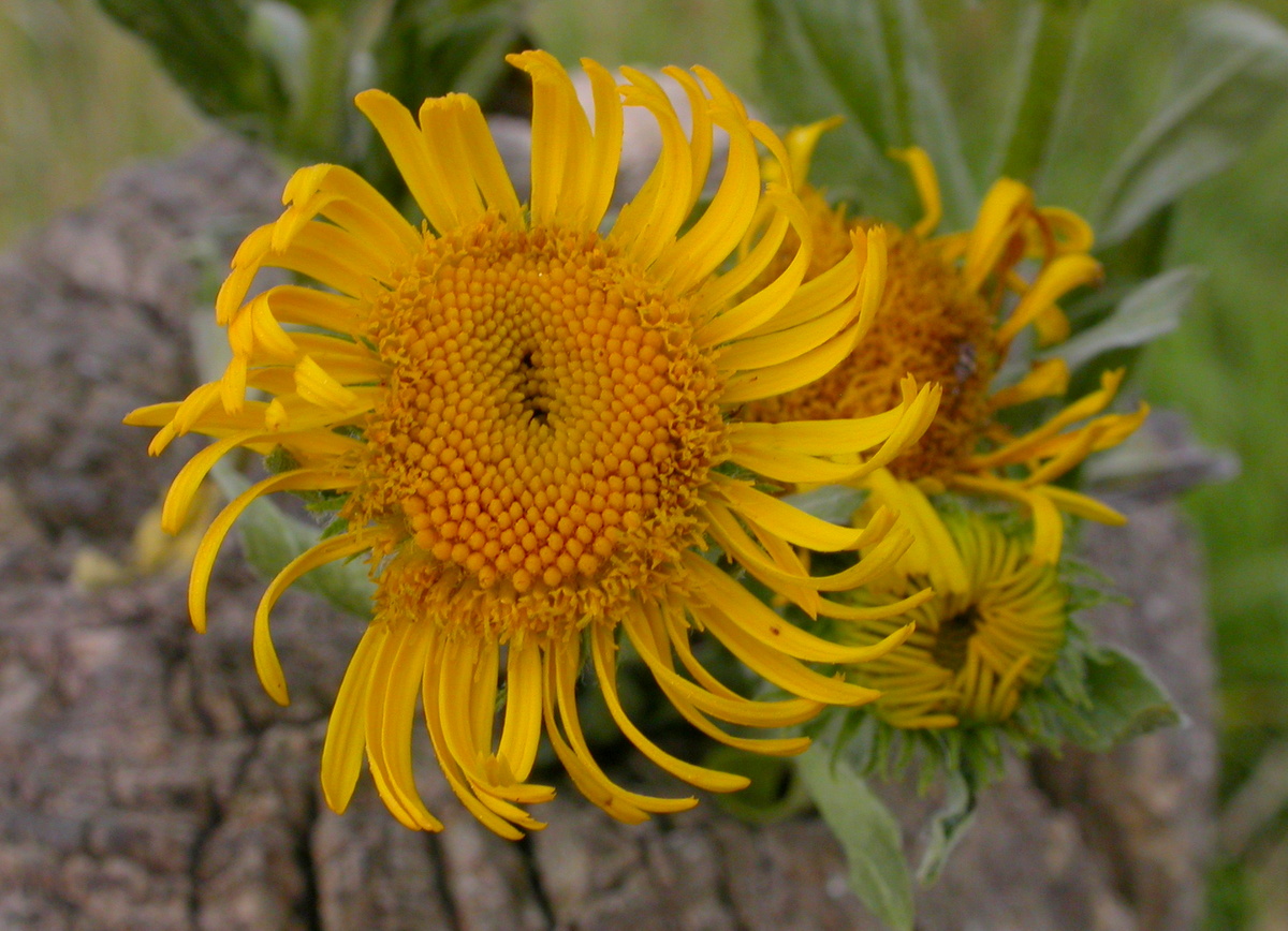 Inula britannica (door Peter Meininger)