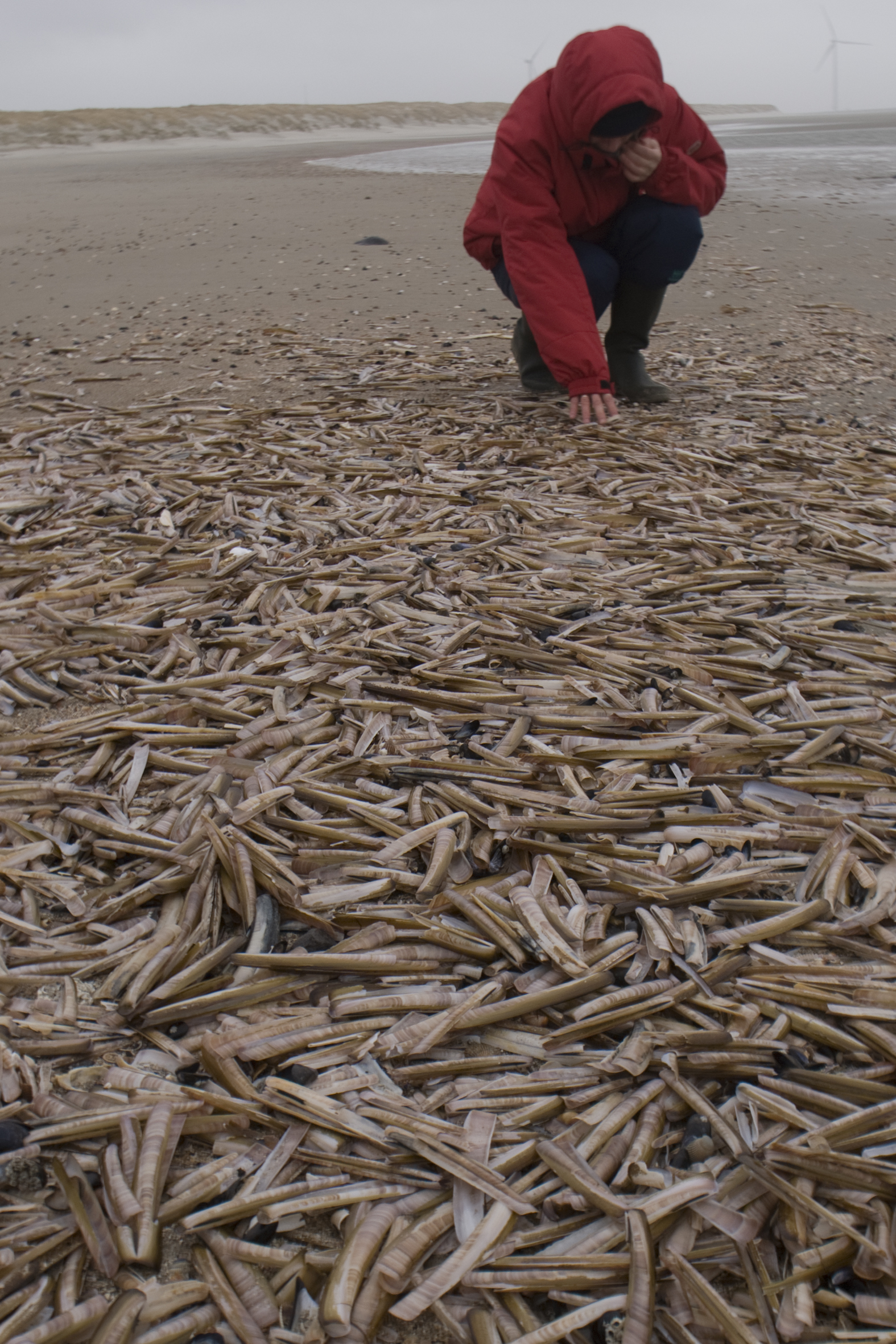 Ensis directus (door Peter H. van Bragt)