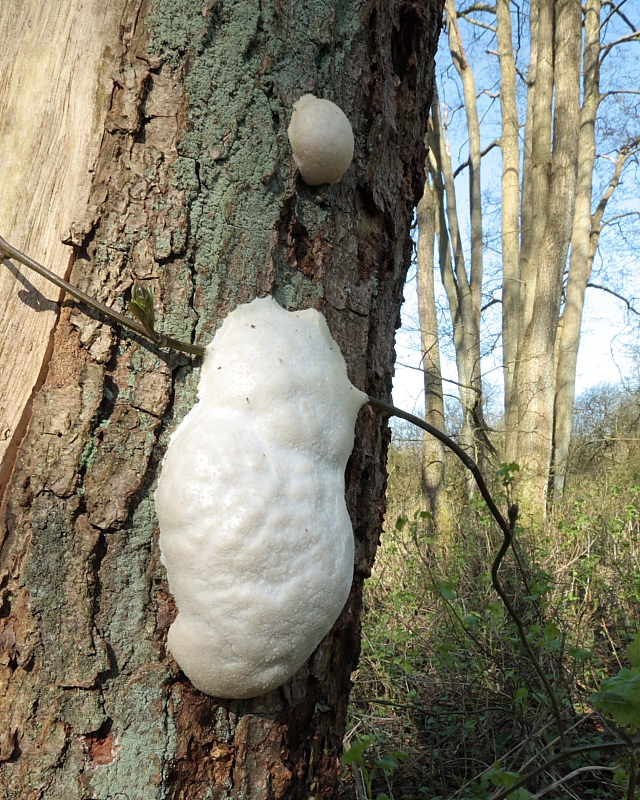 Reticularia lycoperdon (door Aldert Gutter)