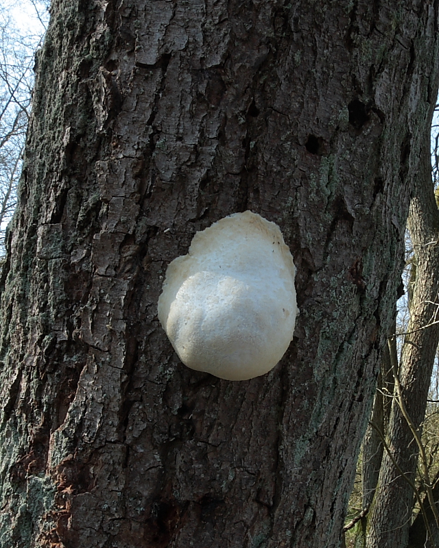 Reticularia lycoperdon (door Aldert Gutter)