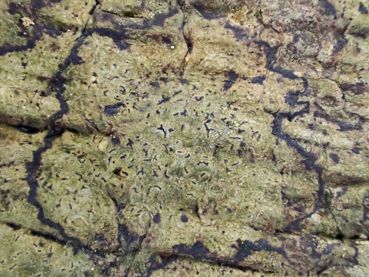 Enterographa hutchinsiae (door Arne van Wingerden)