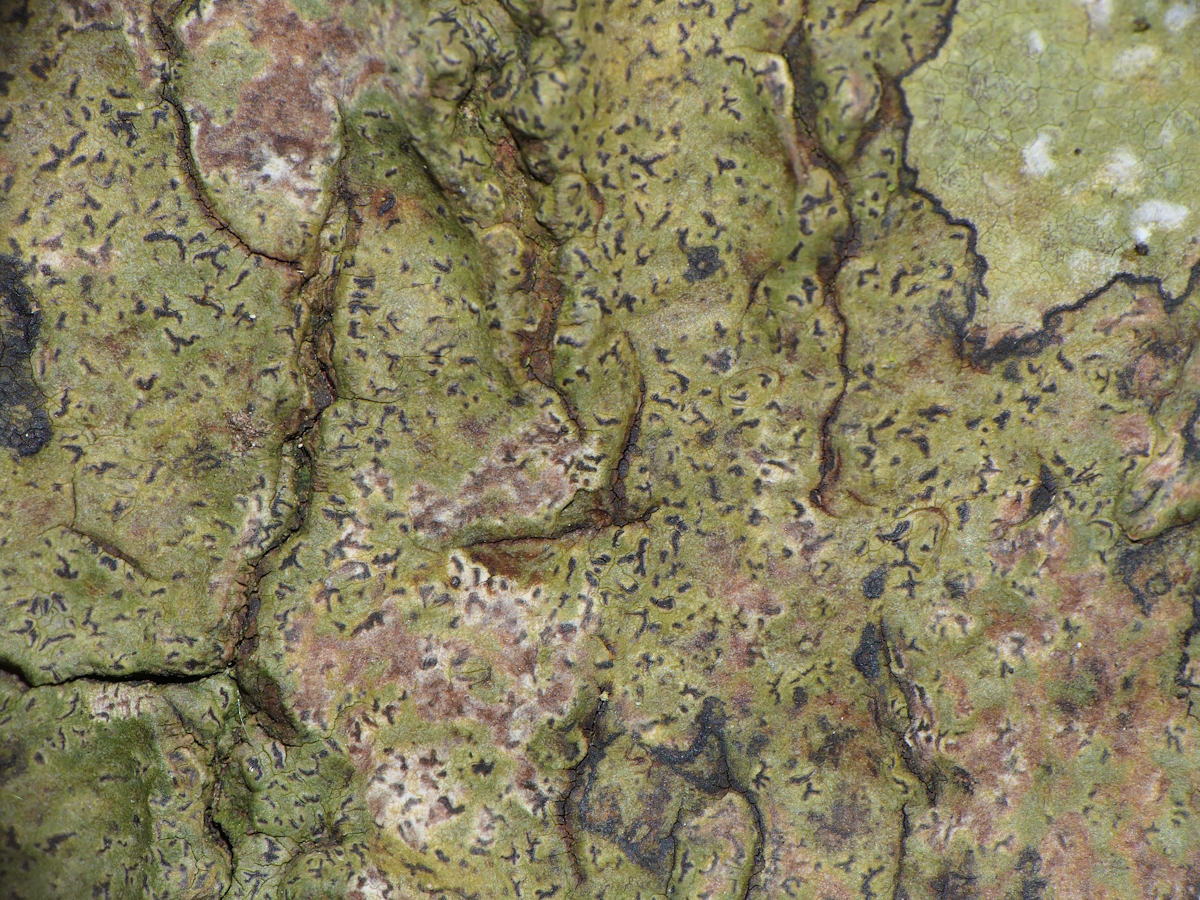 Enterographa hutchinsiae (door Henk-Jan van der Kolk)