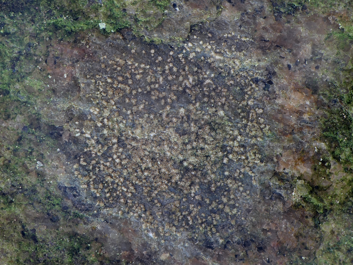 Enterographa zonata (door Henk-Jan van der Kolk)