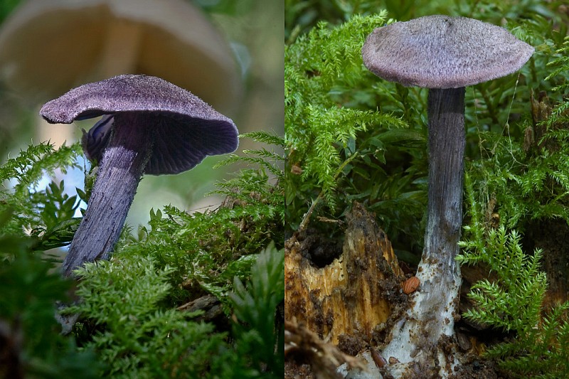 Entoloma euchroum (door Gerben Winkel)