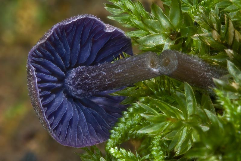 Entoloma euchroum (door Gerben Winkel)