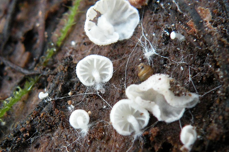 Entoloma jahnii (door Arno van Stipdonk)