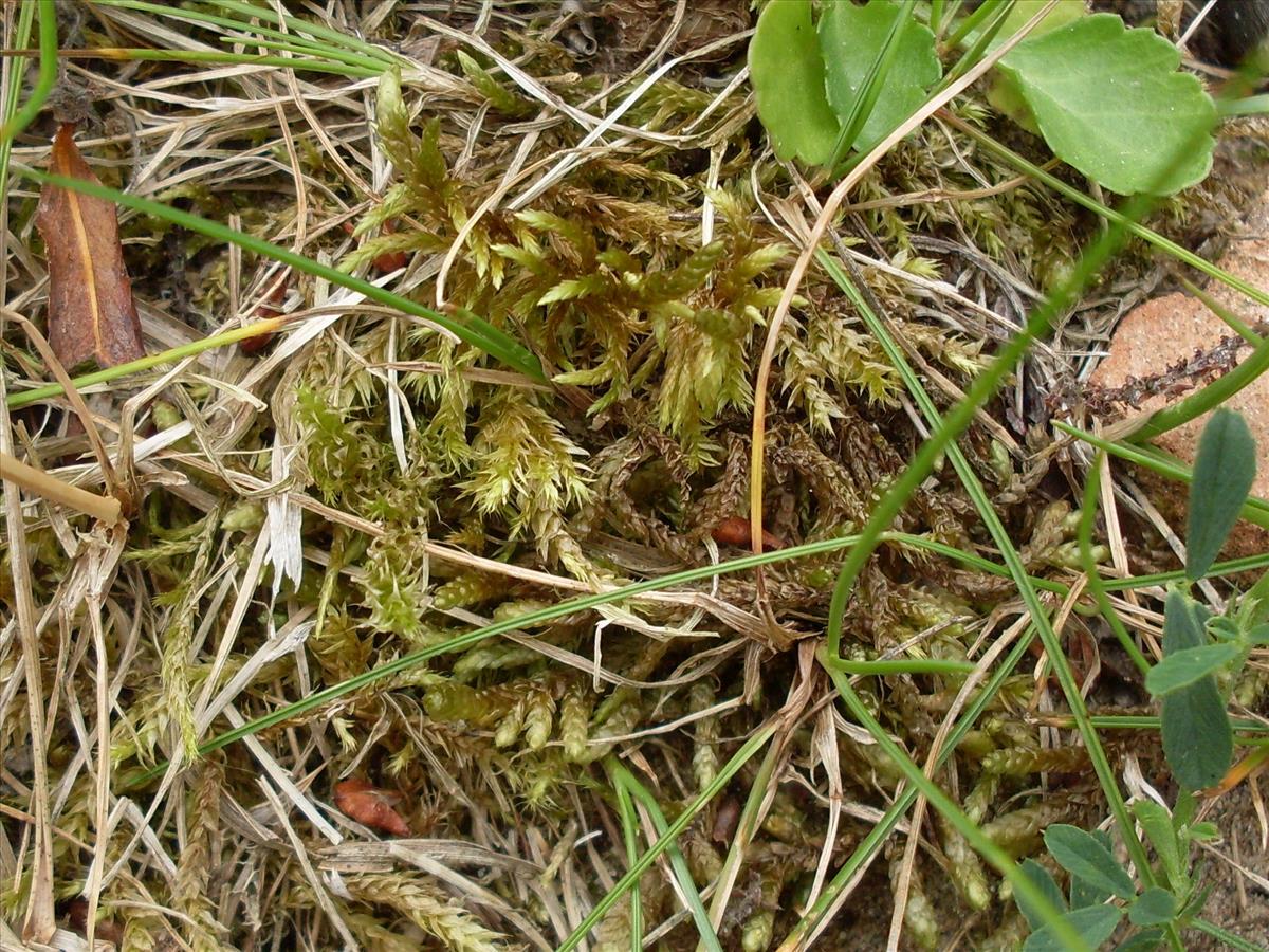 Entodon concinnus (door Dick Kerkhof)