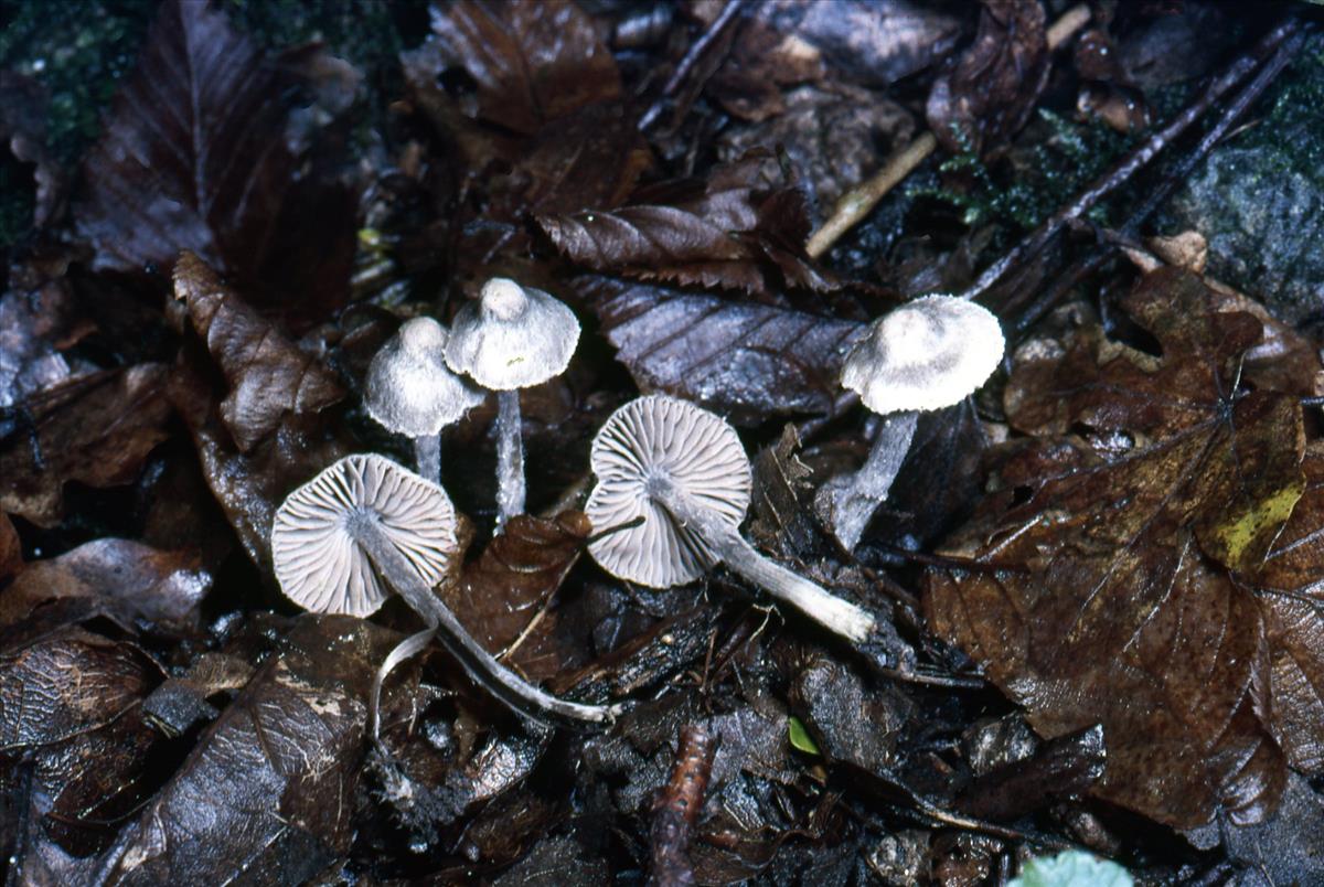 Entoloma araneosum (door Chiel Noordeloos)