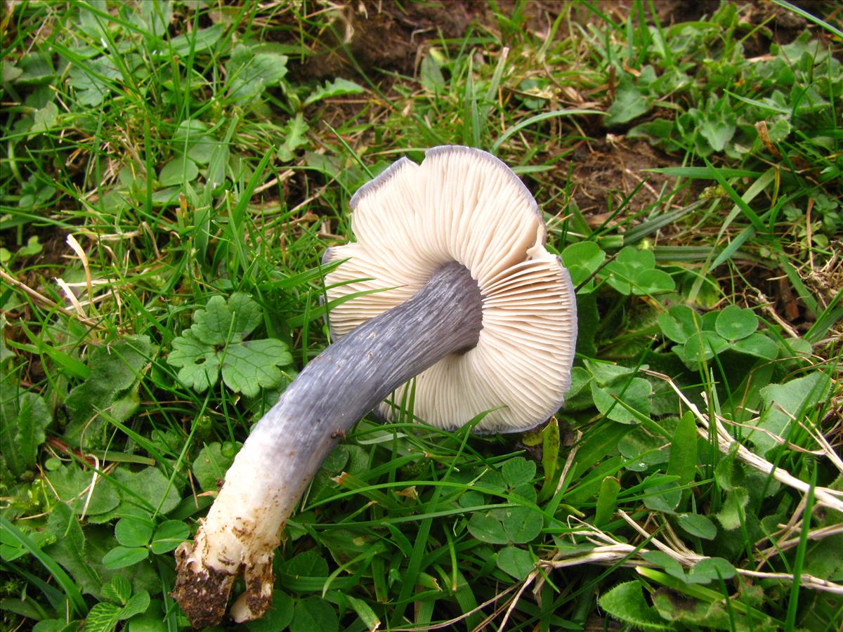 Entoloma bloxamii (door J.L.J. Wolfs)