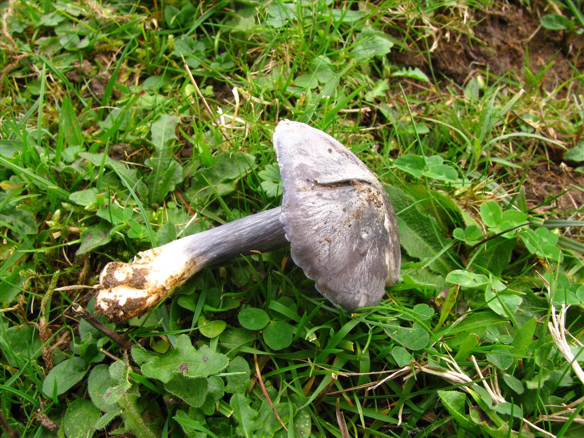 Entoloma bloxamii (door J.L.J. Wolfs)