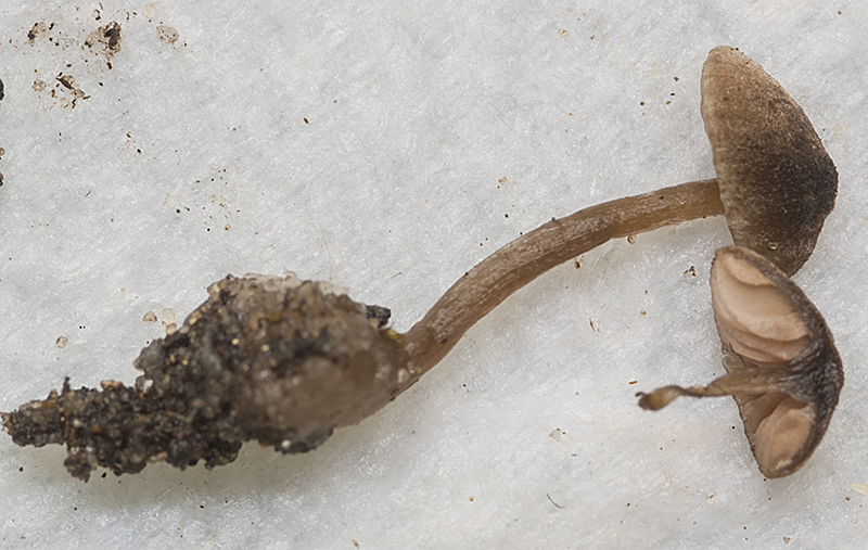 Entoloma brunneoflocculosum (door Nico Dam)