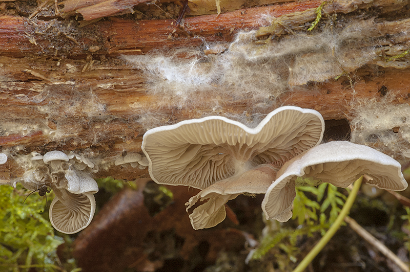 Entoloma byssisedum (door Nico Dam)