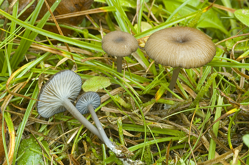 Entoloma caesiocinctum (door Nico Dam)