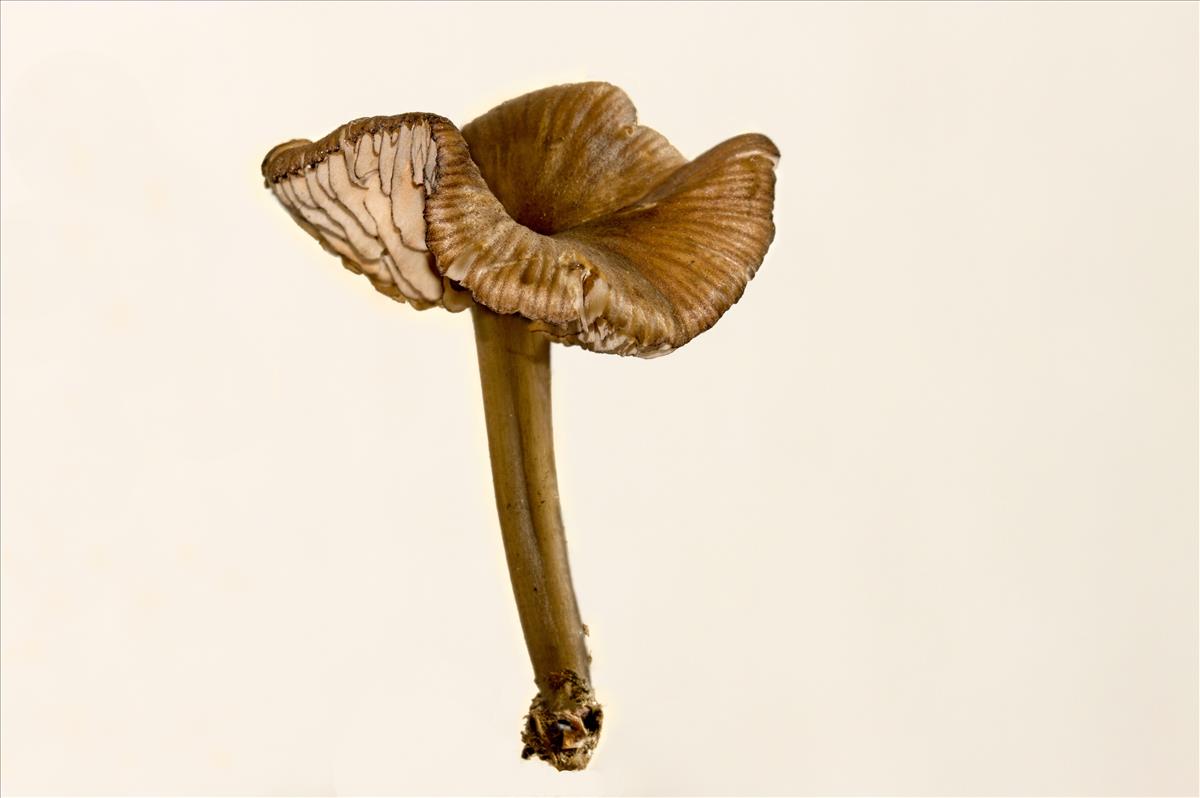 Entoloma caesiocinctum (door Menno Boomsluiter)