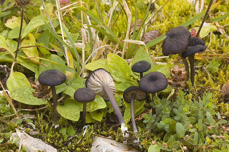 Entoloma corvinum (door Nico Dam)