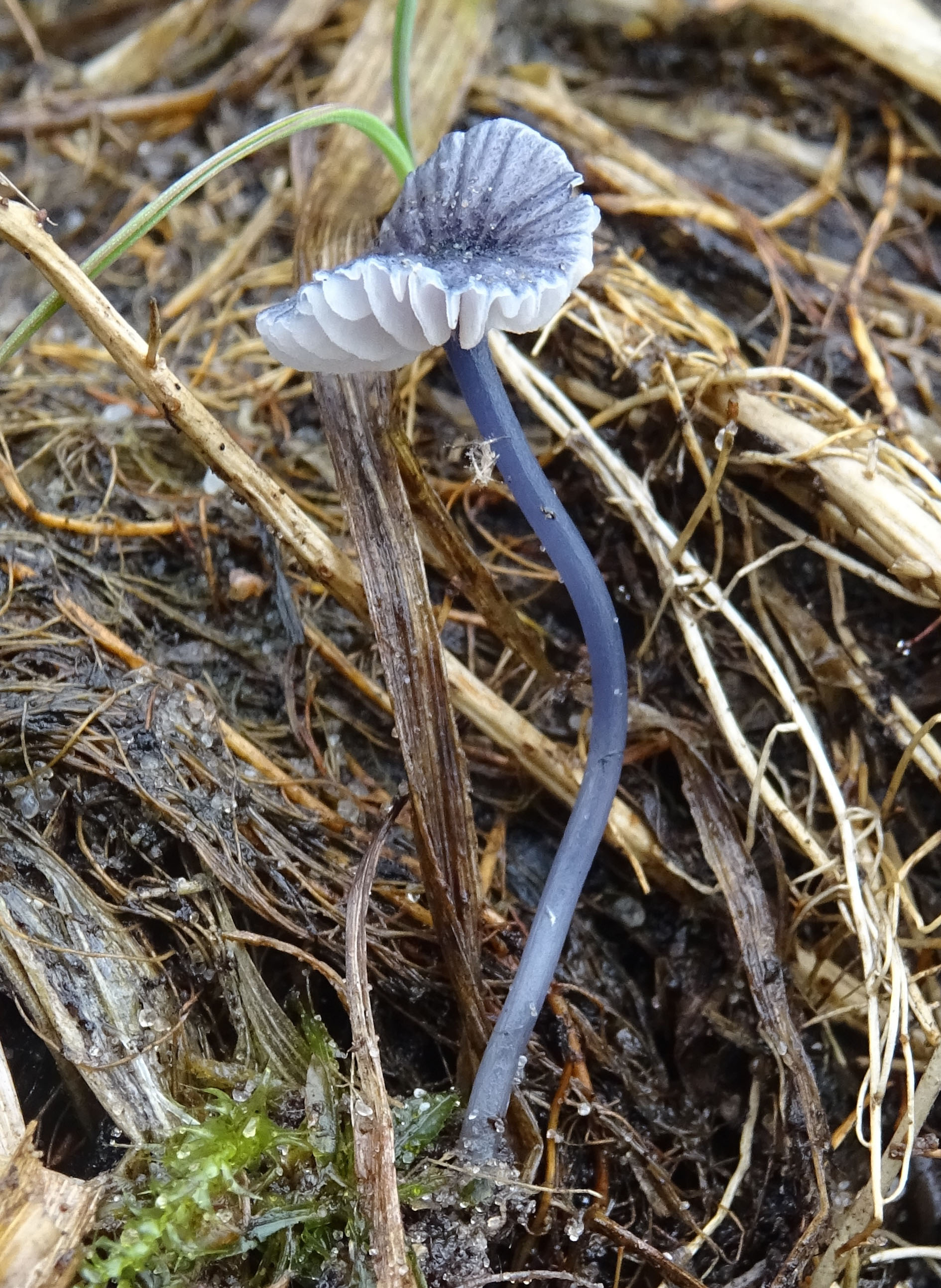 Entoloma cyanulum var. cyanulum (door Roeland Enzlin)