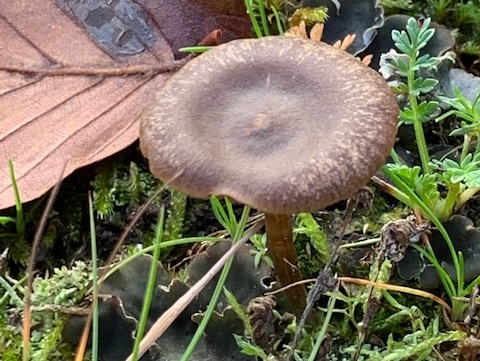 Entoloma defibulatum (door Jaap van den Berg)