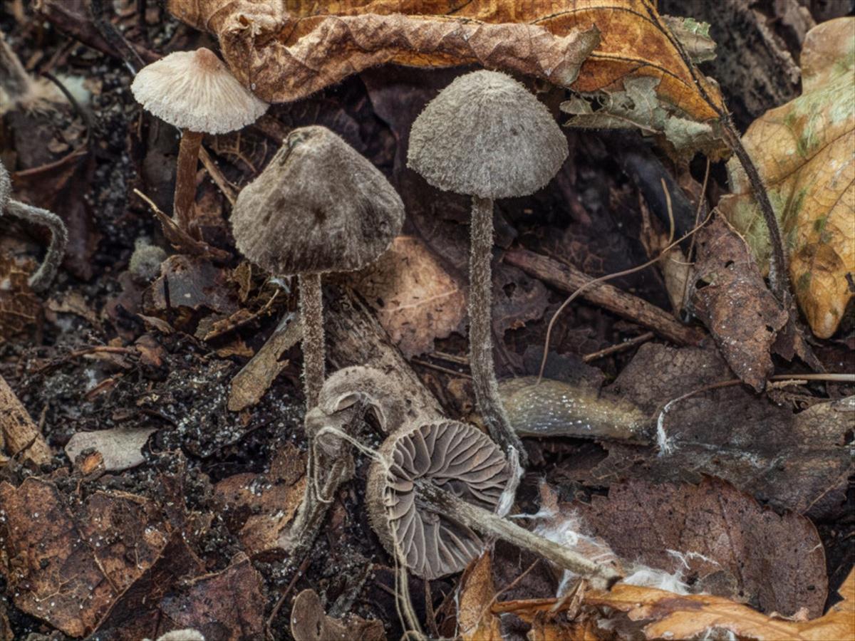 Entoloma dysthales (door Peter Hegi)