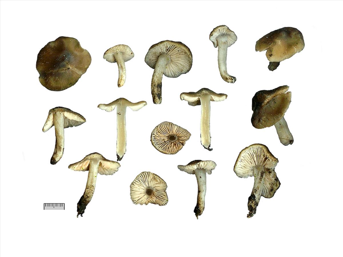 Entoloma gerriae (door Jaap Wisman)