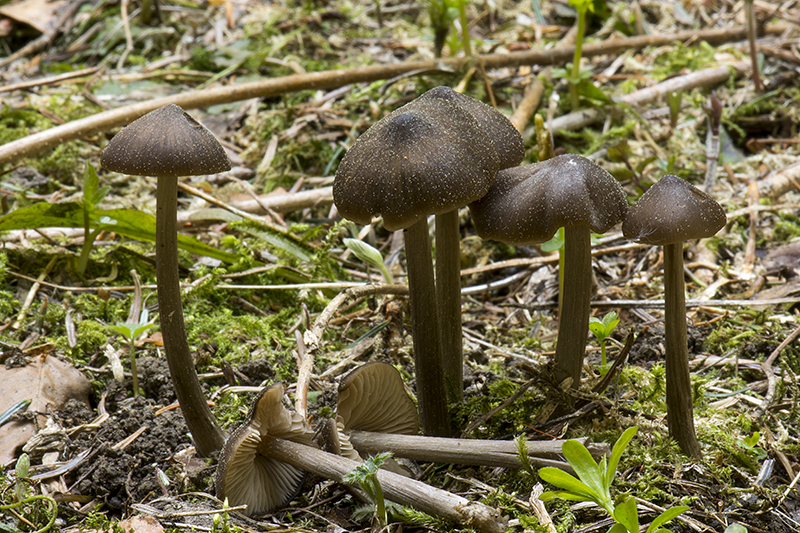 Entoloma hirtipes (door Nico Dam)