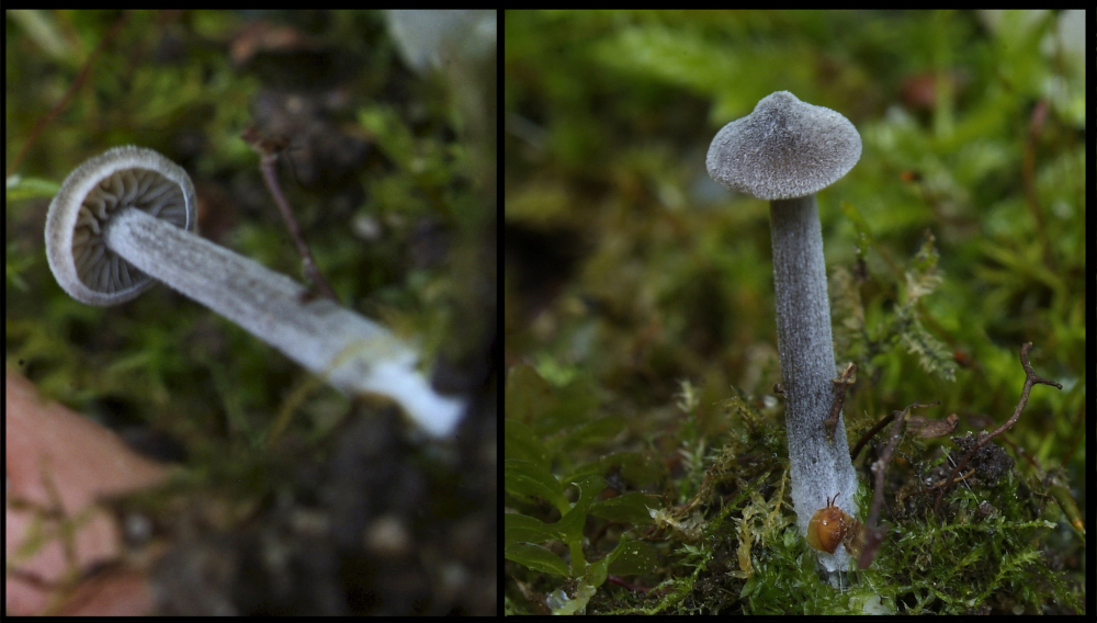 Entoloma hirtum (door Marjon van der Vegte)