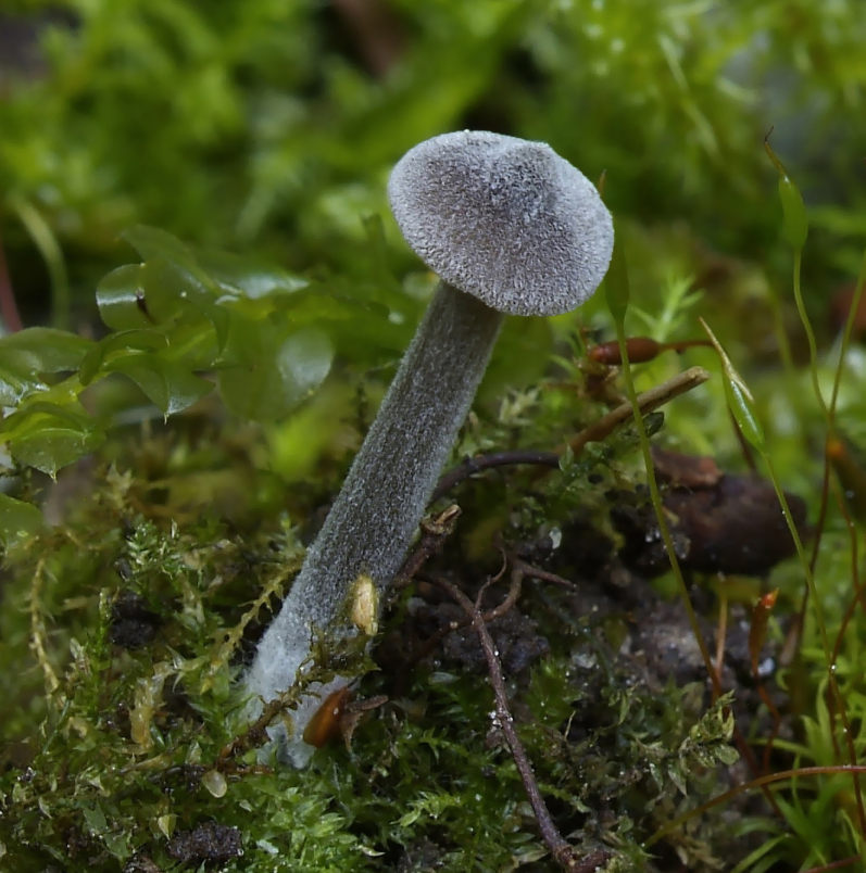 Entoloma hebes (door Marjon van der Vegte)