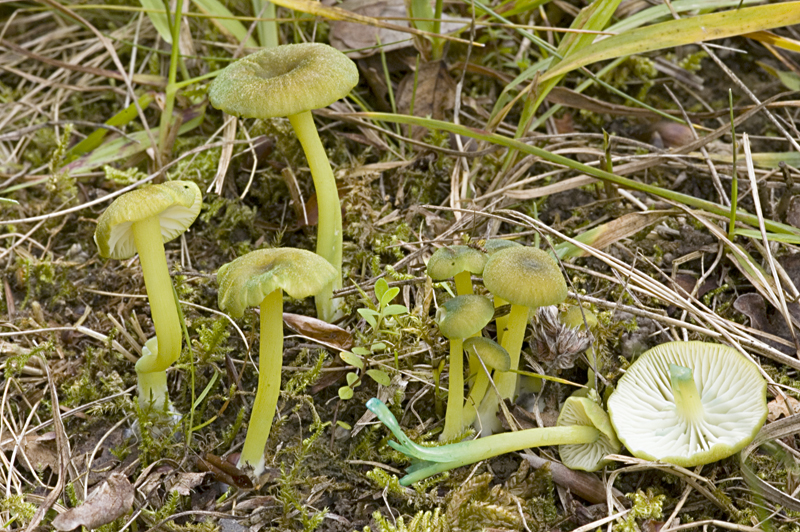 Entoloma incanum sl, incl. verae (door Nico Dam)
