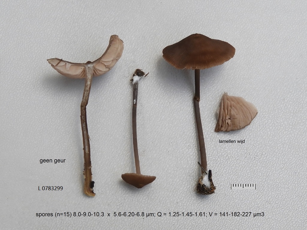 Entoloma infula (door Jaap Wisman)