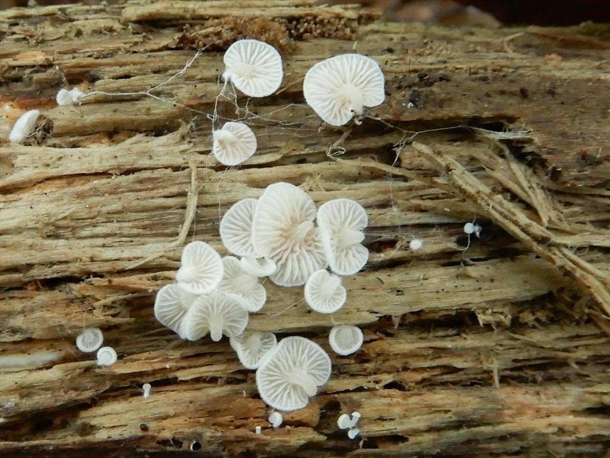 Entoloma jahnii (door Marian Jagers)