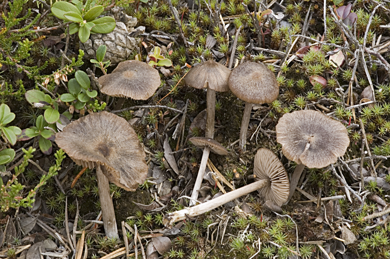 Entoloma jubatum (door Nico Dam)