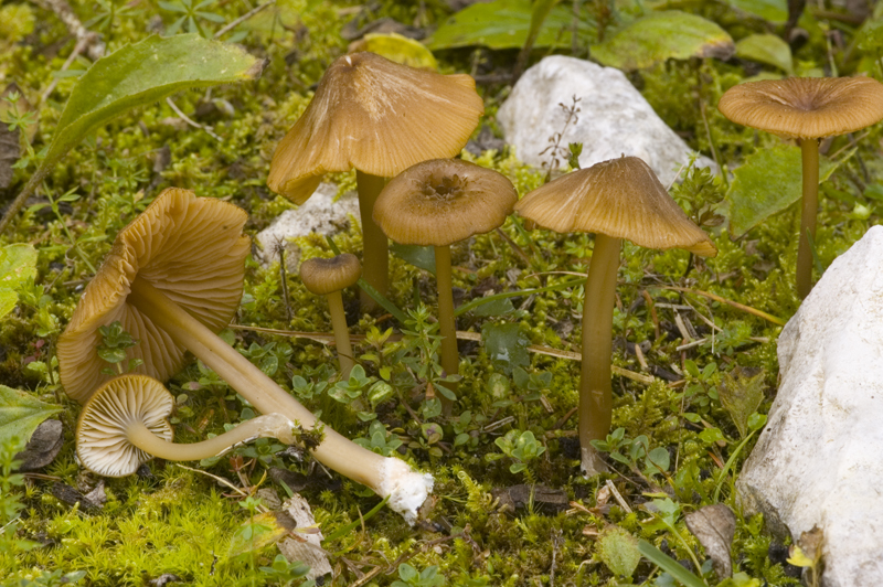 Entoloma longistriatum (door Nico Dam)