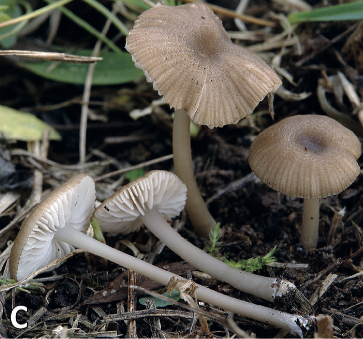 Entoloma minutigranulosum (door Olga Morozova)