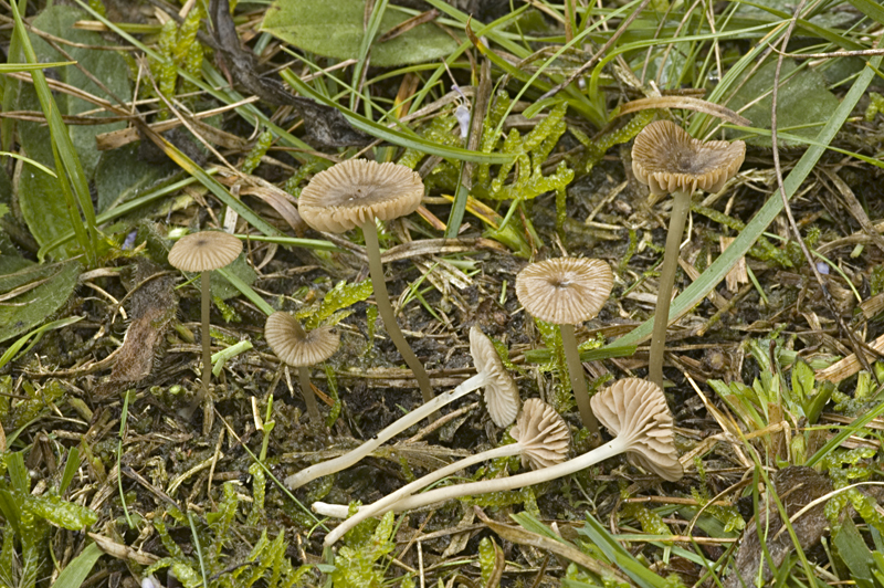 Entoloma moliniophilum (door Nico Dam)