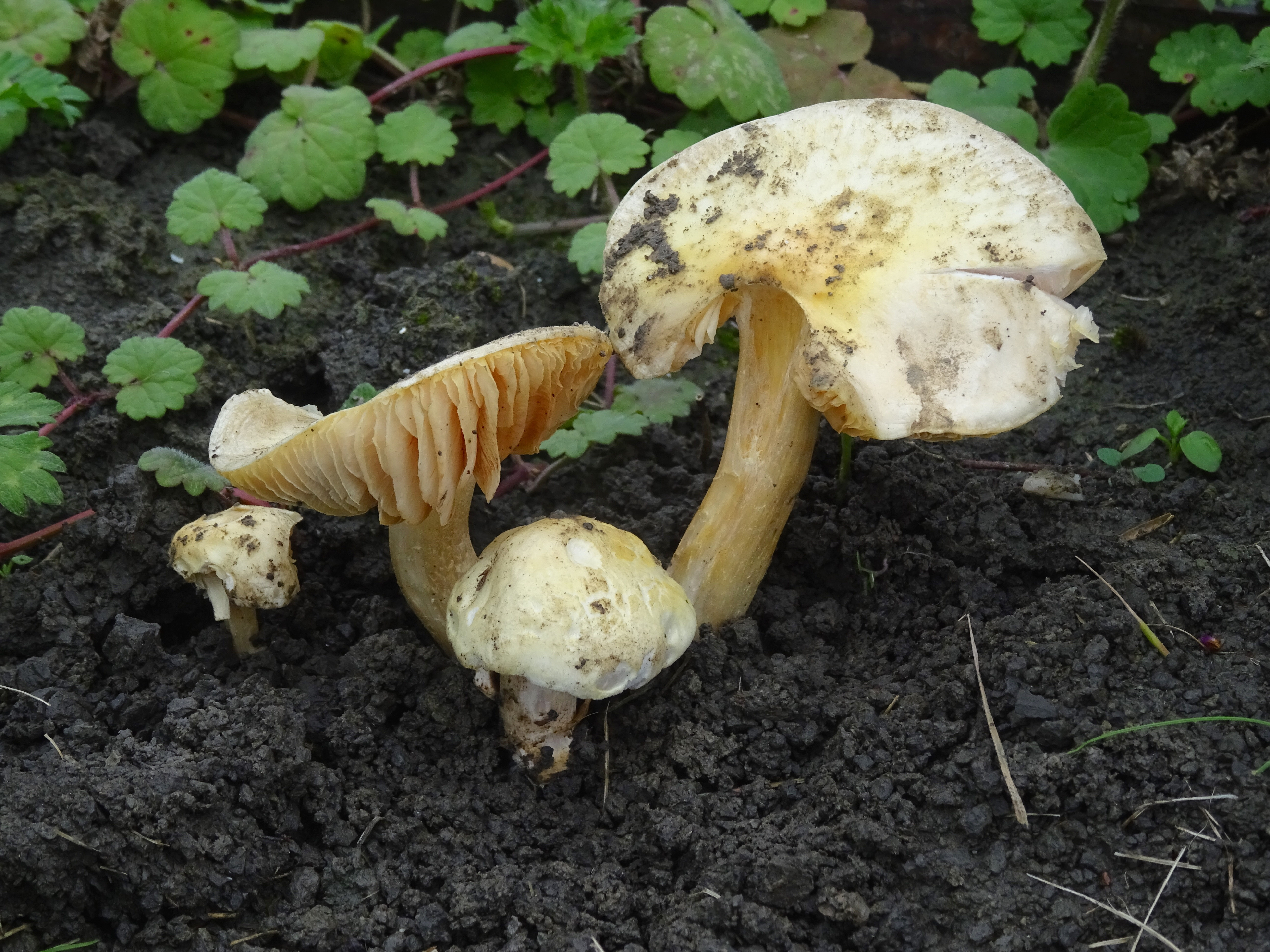 Entoloma moserianum (door Roeland Enzlin)