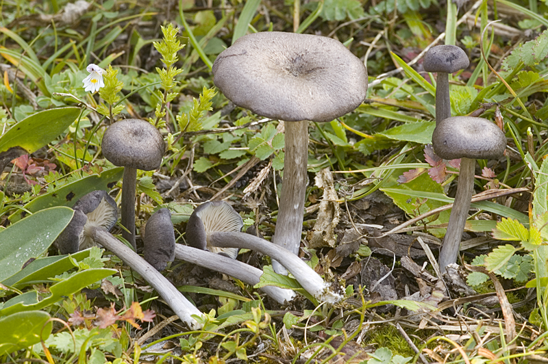 Entoloma mougeotii (door Nico Dam)