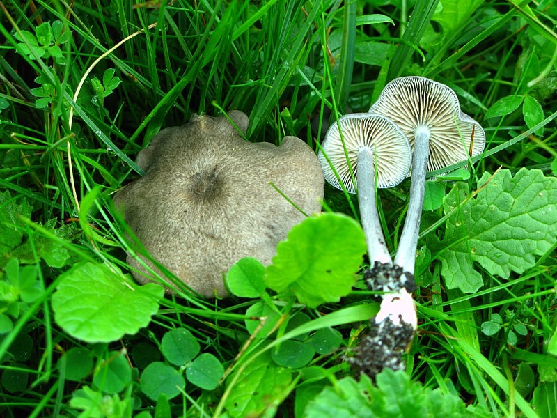 Entoloma mougeotii (door Martijn Oud)