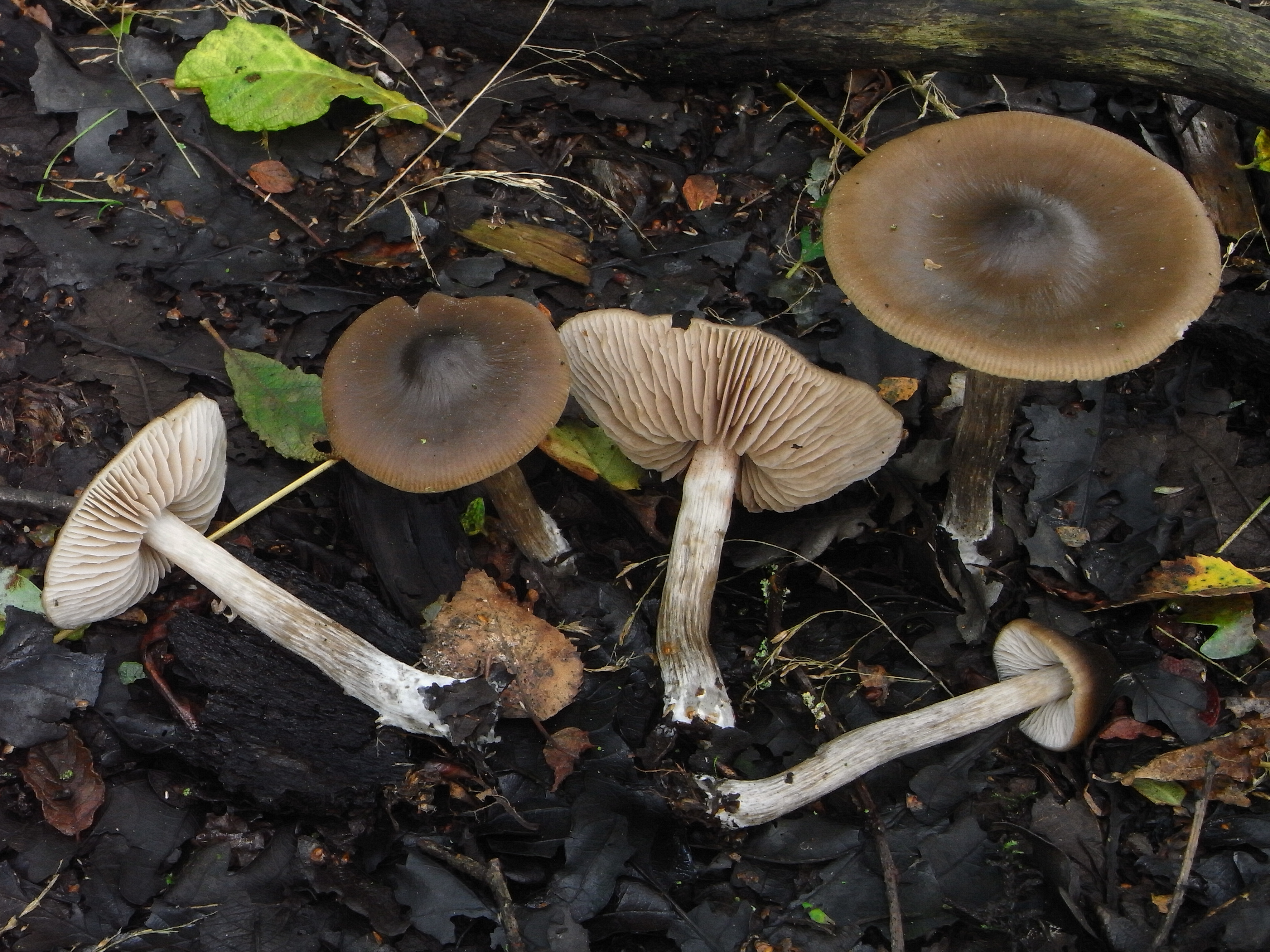 Entoloma myrmecophilum (door Roeland Enzlin)