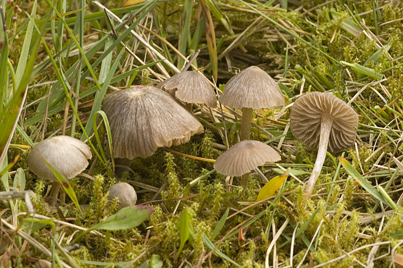 Entoloma nitens (door Nico Dam)