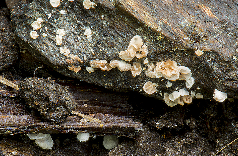 Entoloma parasiticum (door Nico Dam)