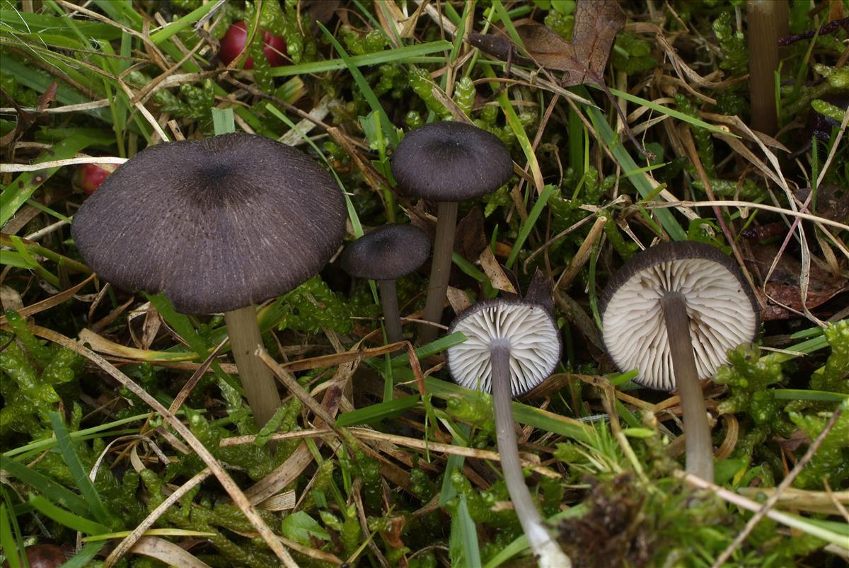 Entoloma porphyrogriseum (door Machiel (Chiel) Noordeloos)